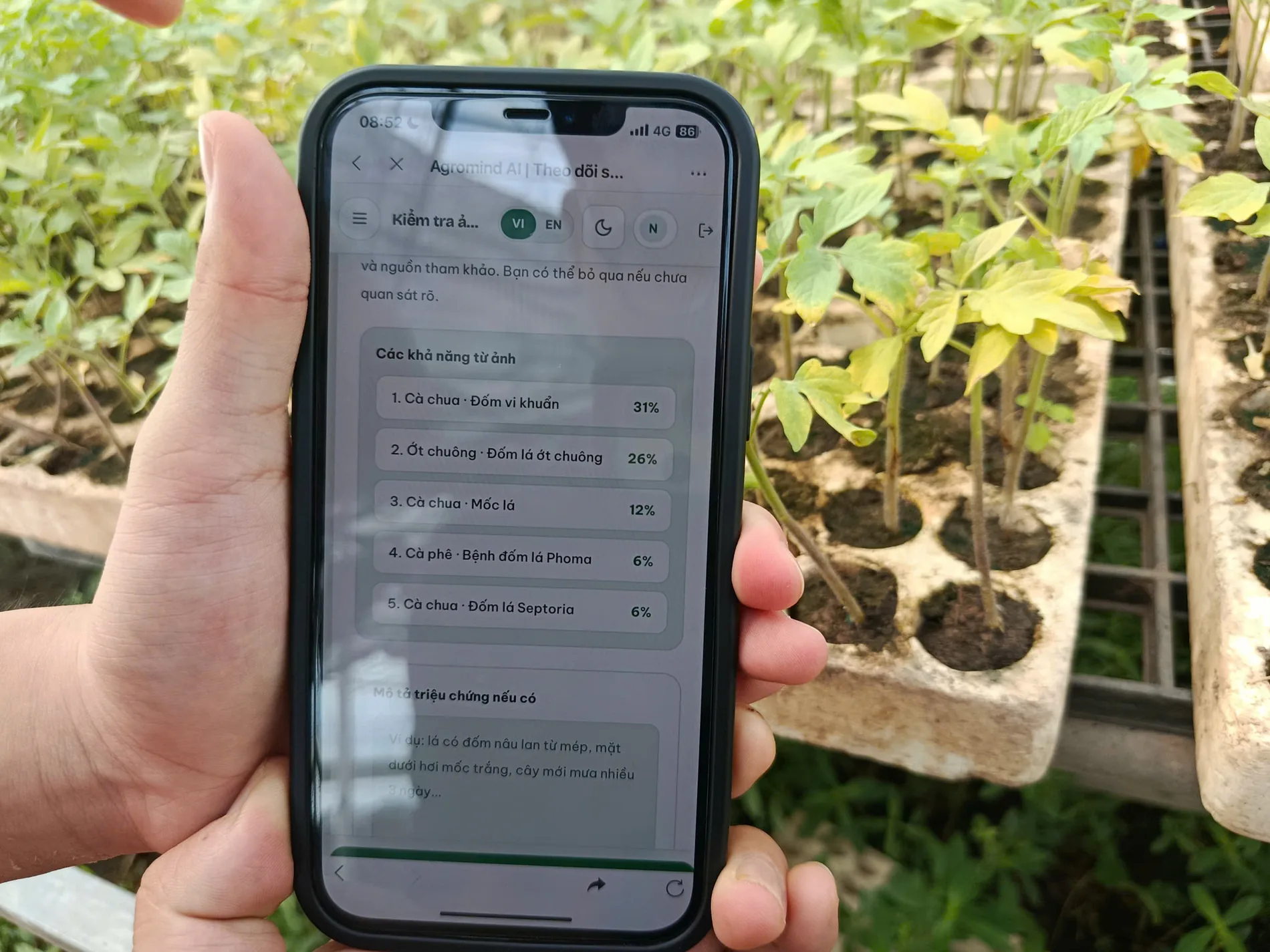 Bàn tay cầm điện thoại hiển thị màn hình Agromind AI với năm khả năng bệnh kèm phần trăm, phía sau là khay cây giống cà chua