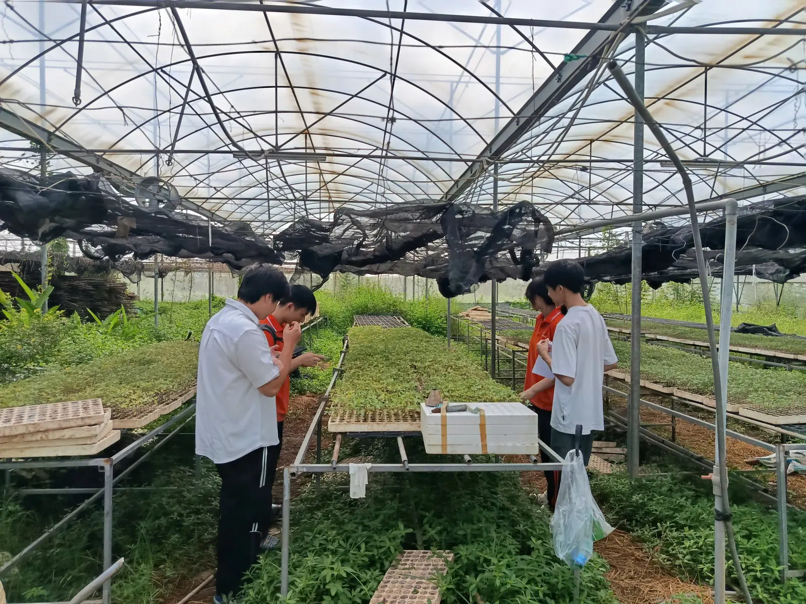 Toàn cảnh nhà lưới, các thành viên trong đội cúi soi từng khay cây giống