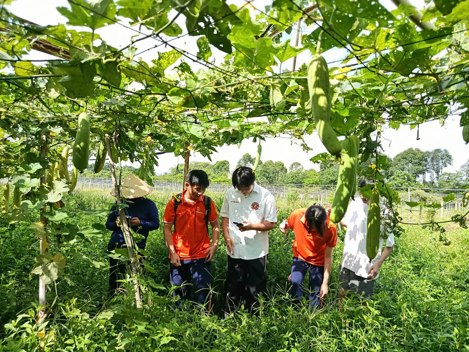 Dưới giàn mướp, bốn sinh viên và một nông dân đội nón lá cùng xem điện thoại giữa luống cây