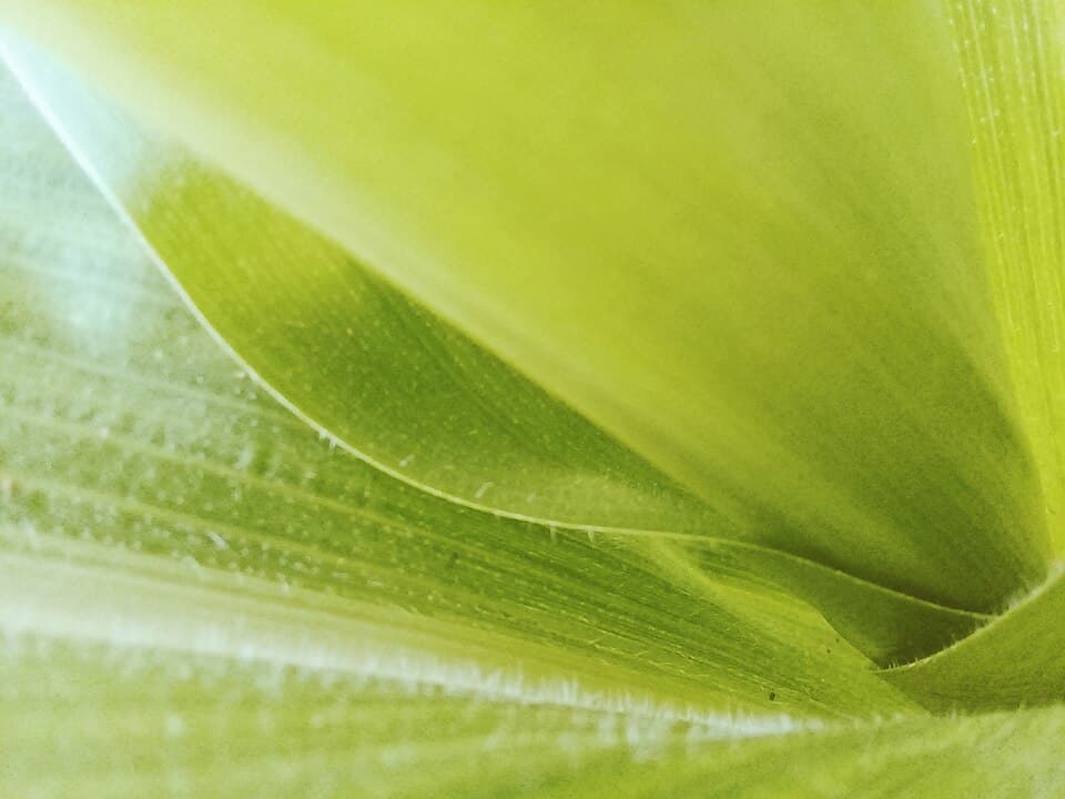 Lá ngô tươi ngoài vườn