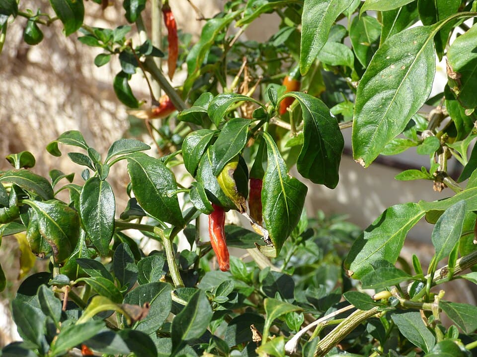 Lá cây ớt chuông